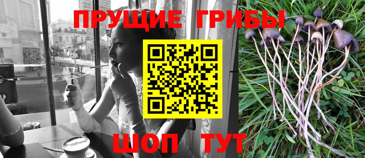 Галлюциногенные грибы Psilocybe Кунгур